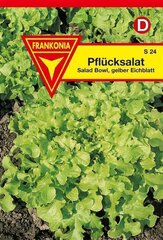 Pflcksalat Eichblatt gelb Frankonia Samen