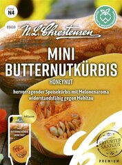 Mini Butternutkrbis Honeynut